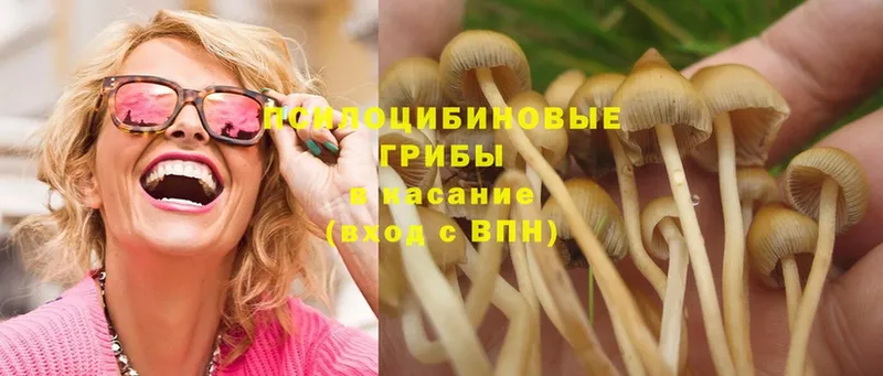 купить  цена  Вязники  Псилоцибиновые грибы Psilocybe 